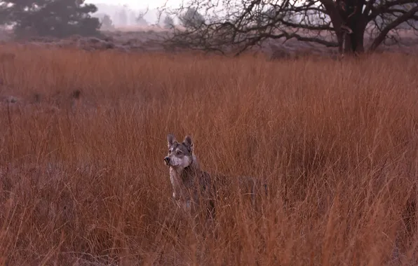 Field, nature, dog