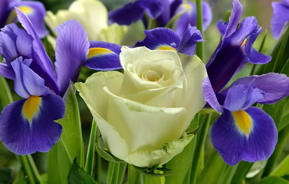 Picture rose, petals, Bud, irises, white rose