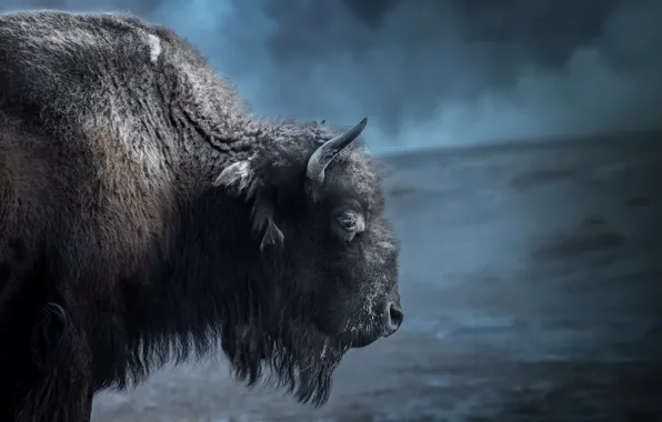 Nature, background, Buffalo