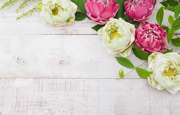 White, flowers, pink, Lotus, white, buds, wood, pink