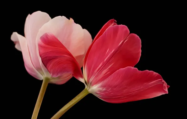 Tulips, black background, Two