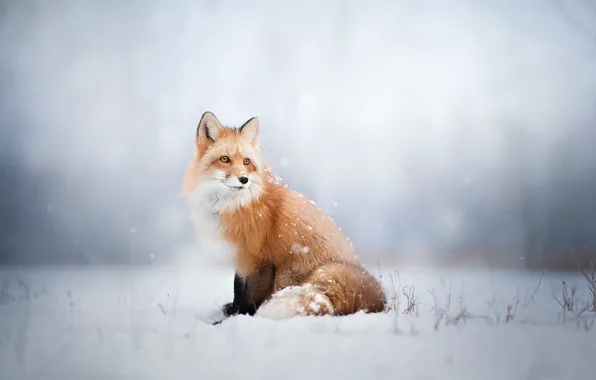 Winter, look, snow, Fox, Fox