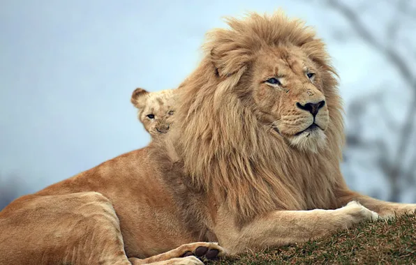 Nature, animals, lions