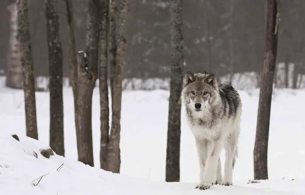 Picture face, wolf, wildlife, head, fur, mammal, whiskers, gray wolf