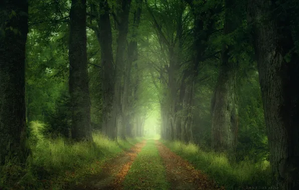 Road, forest, leaves, trees, Nature, Zan Foar