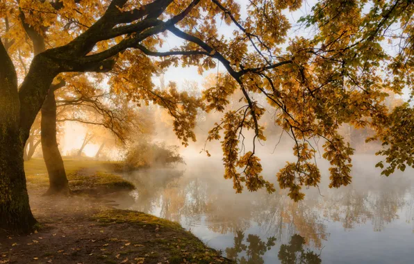 Autumn, trees, landscape, nature, fog, Park, pond, Krasnodar