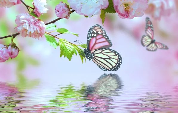 Water, flowers, reflection, butterfly, Sakura