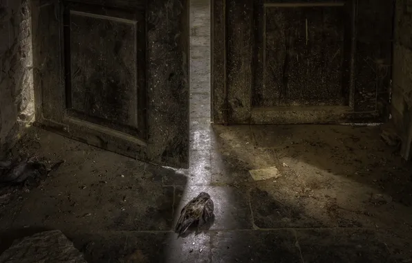 Background, bird, the door, naturalism