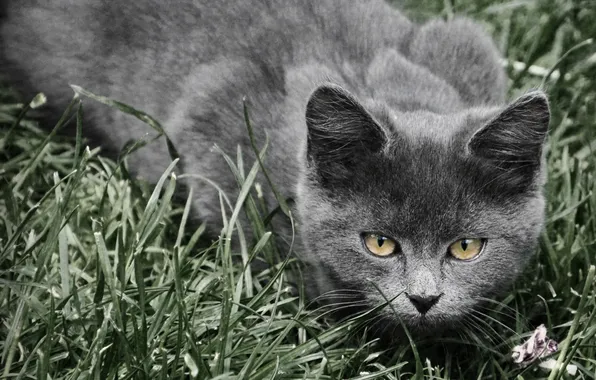 Picture grass, grey, hunter