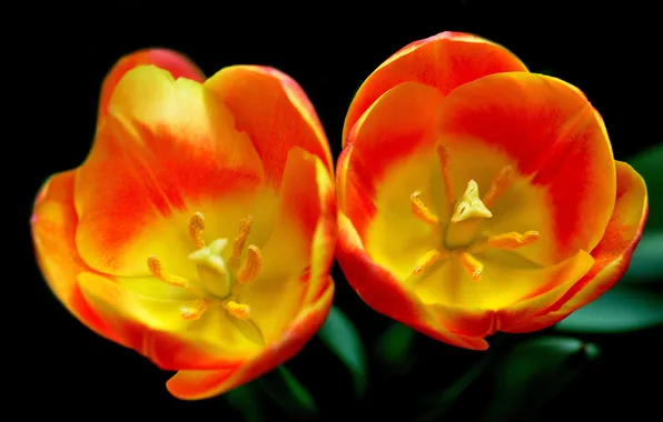 Picture macro, Tulip, petals, pair
