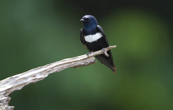 Blue, Black, White, Bird, Andorinha