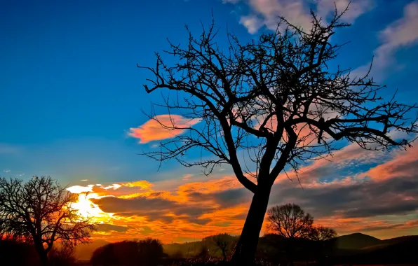Picture clouds, trees, sunset, silhouette, glow
