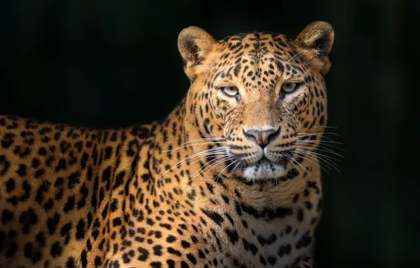 Leopard, leopard, Juan I. Cuadrado
