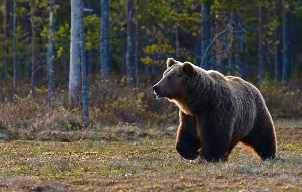 Forest, trees, nature, glade, bear, bear, walk, brown