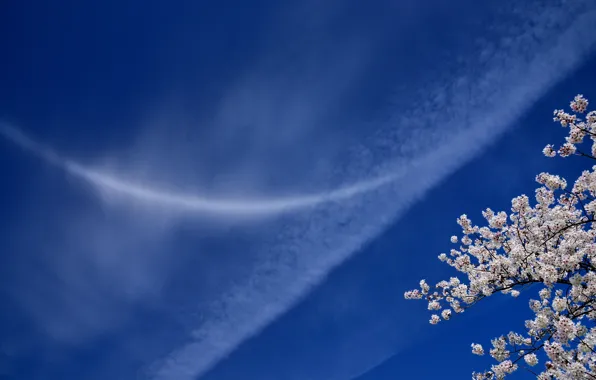 The sky, clouds, branches, cherry, Sakura