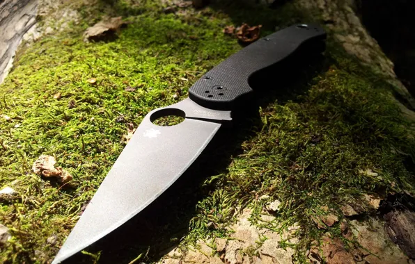 Forest, tree, moss, Knife, Spyderco. Paramilitary 2
