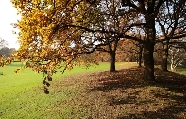 Picture foliage, Autumn, nature, autumn, leaves