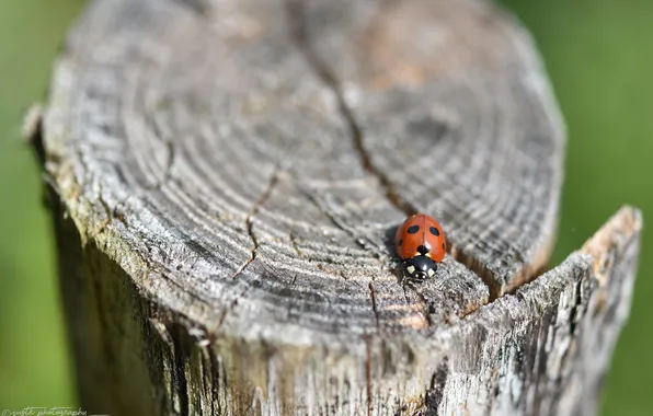 Cracked, ladybug, stump, beetle, slice