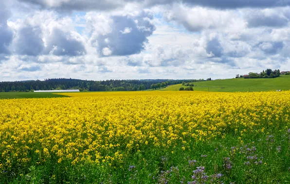 Road, field, tree, rape, rapeseed field