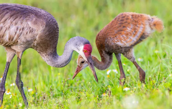 Picture birds, cub, chick, nature, cranes, grass, mother