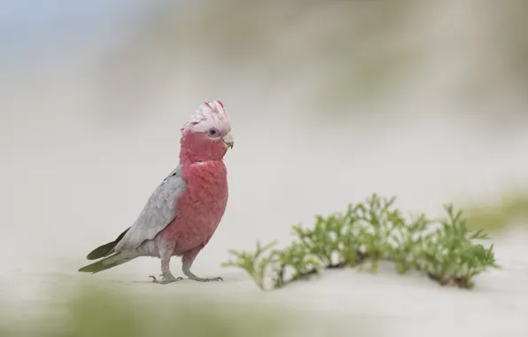 Picture grass, red, nature, bird, Ara