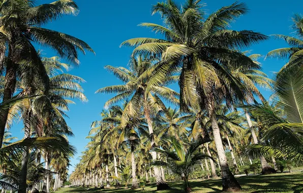 Sea, Palm trees, Thailand, Cote d'azur