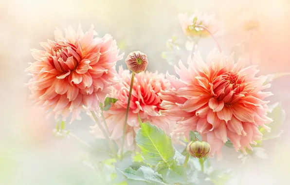 Flowers, bouquet, orange, light background, buds, dahlias