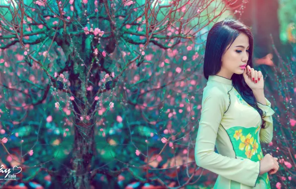 Picture flowers, Asian, Vietnamese girl, tree.spring