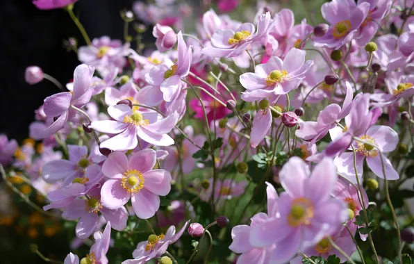 Flowers, pink, Sunny, anemones, anemone