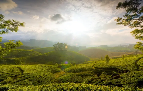 Picture the sun, nature, hills, tea, beams, misty, The Hills Of Munnar