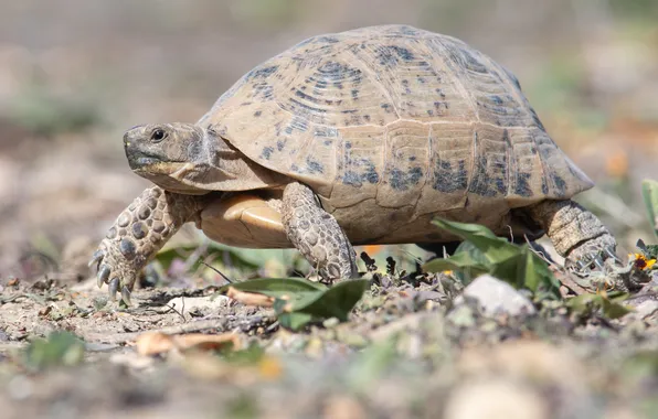 Nature, background, turtle