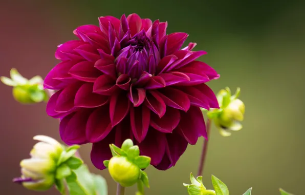 Macro, buds, dahlias