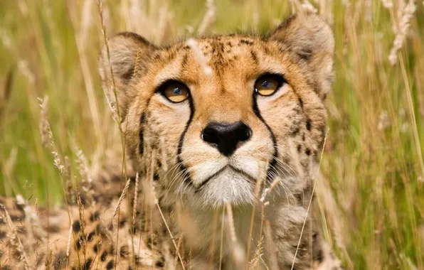 Picture face, predator, big cat, Cheetah
