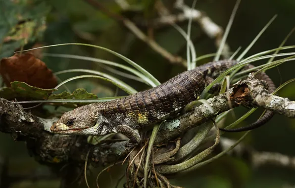 Leaves, branch, lizard, brown, bokeh, reptile