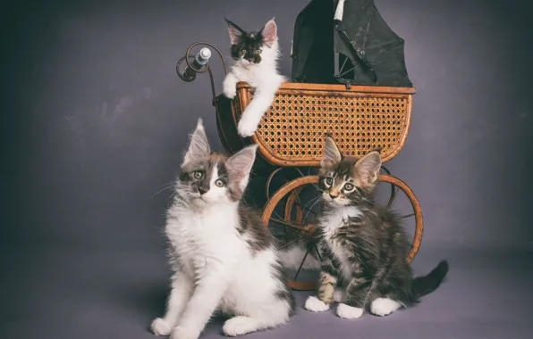 Cats, kittens, stroller, trio