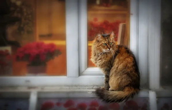 Picture cat, cat, look, glass, flowers, pose, house, frame