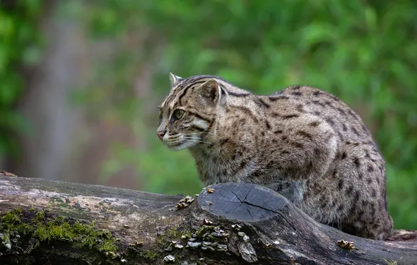 Greens, cat, look, face, background, log, wild cat, Fisher cat