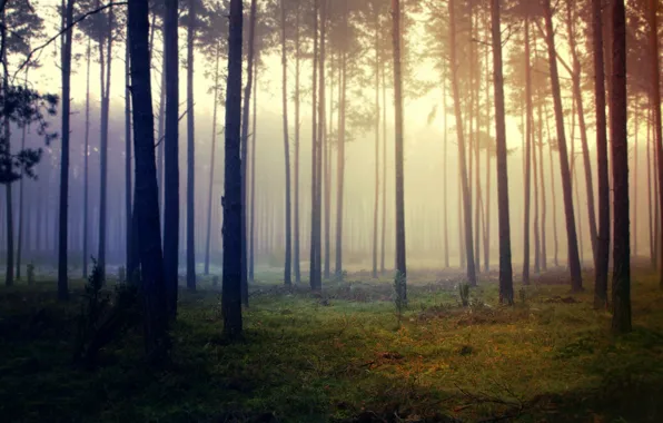 Forest, grass, trees, fog