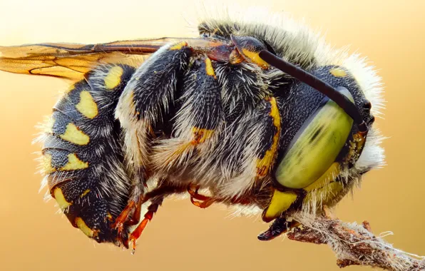 Picture eyes, macro, close-up, bee, background, insect, bumblebee, details