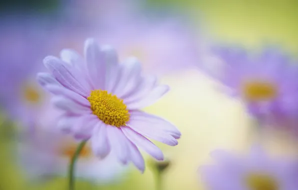 Macro, flowers, petals, blur, Daisy