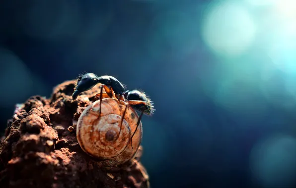Nature, snail, Ant, bokeh