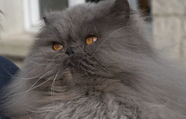 Picture cat, fluffy, muzzle, Persian cat