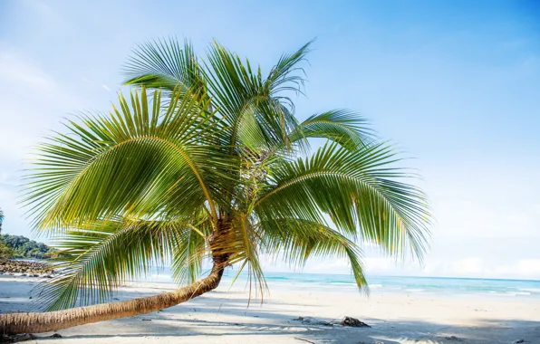 Sand, sea, beach, summer, palm trees, summer, beach, sea