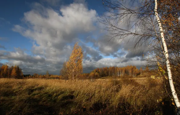 Field, clouds, birch