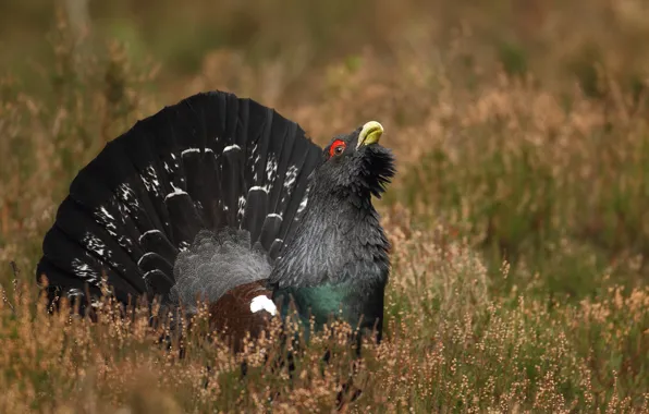 Picture grass, bird, black, grouse