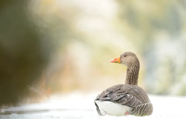 Winter, snow, nature, grey, bird, glade, lies, goose