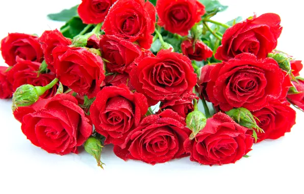 Picture drops, flowers, roses, bouquet, petals, red, white background