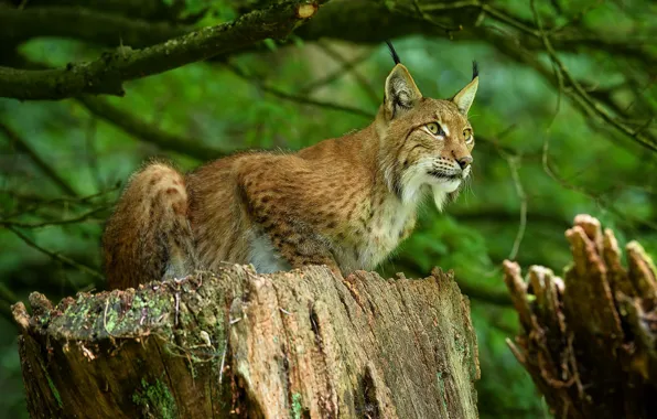 Forest, look, branches, nature, stump, lynx, sitting