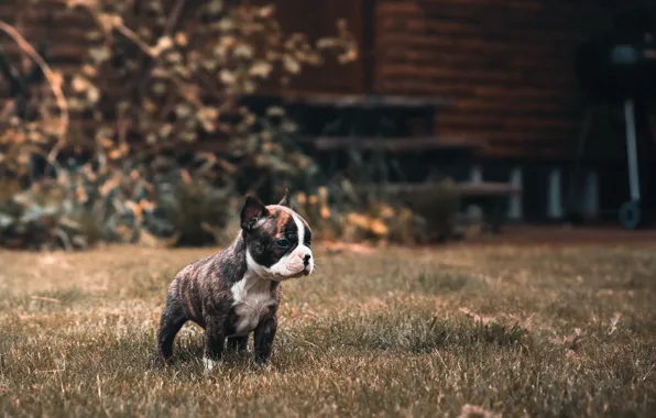 House, dog, puppy