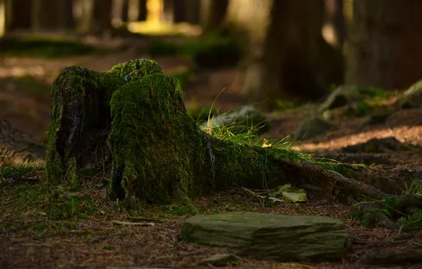 Picture forest, grass, branches, moss, stump